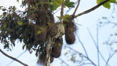 Psarocolius decumanus