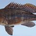 Cabrilla Negra - Photo (c) uconnbirdfish, algunos derechos reservados (CC BY-NC-ND), subido por uconnbirdfish
