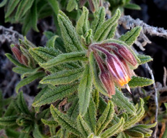 Podonosma orientalis