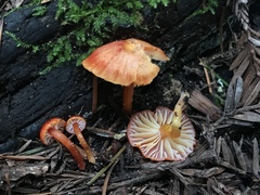 Hygrocybe minutula