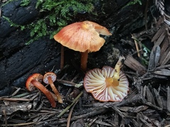 Hygrocybe minutula