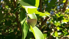 Symbiopsis lenitas