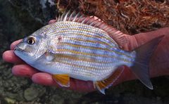 Archosargus rhomboidalis