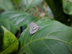 Symbiopsis lenitas
