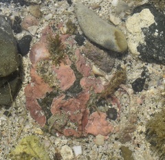 Lithophyllum