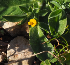Anthyllis circinnata