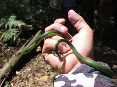 Leptophis modestus