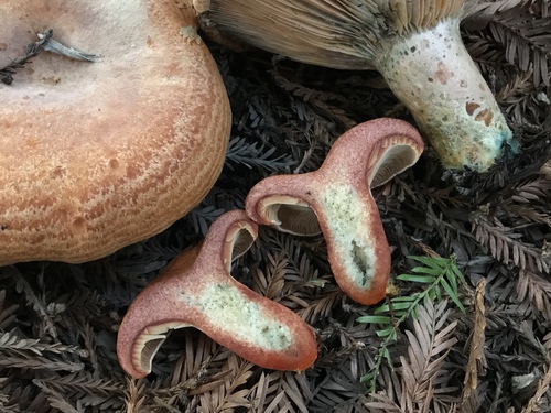 Red-bleeding Milk Cap