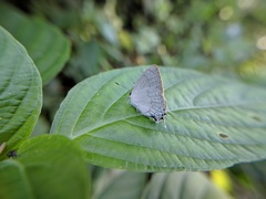 Symbiopsis lenitas