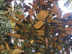 Oreopanax lempiranus