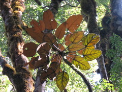 Oreopanax lempiranus