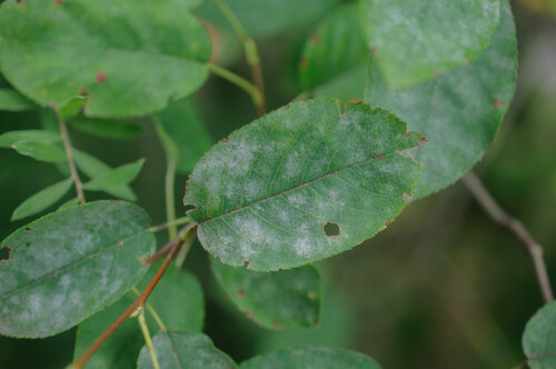 Podosphaera amelanchieris Maurizio