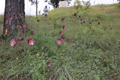 Cosmos scabiosoides
