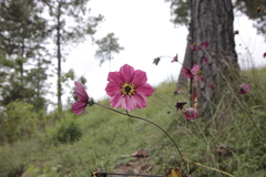 Cosmos scabiosoides