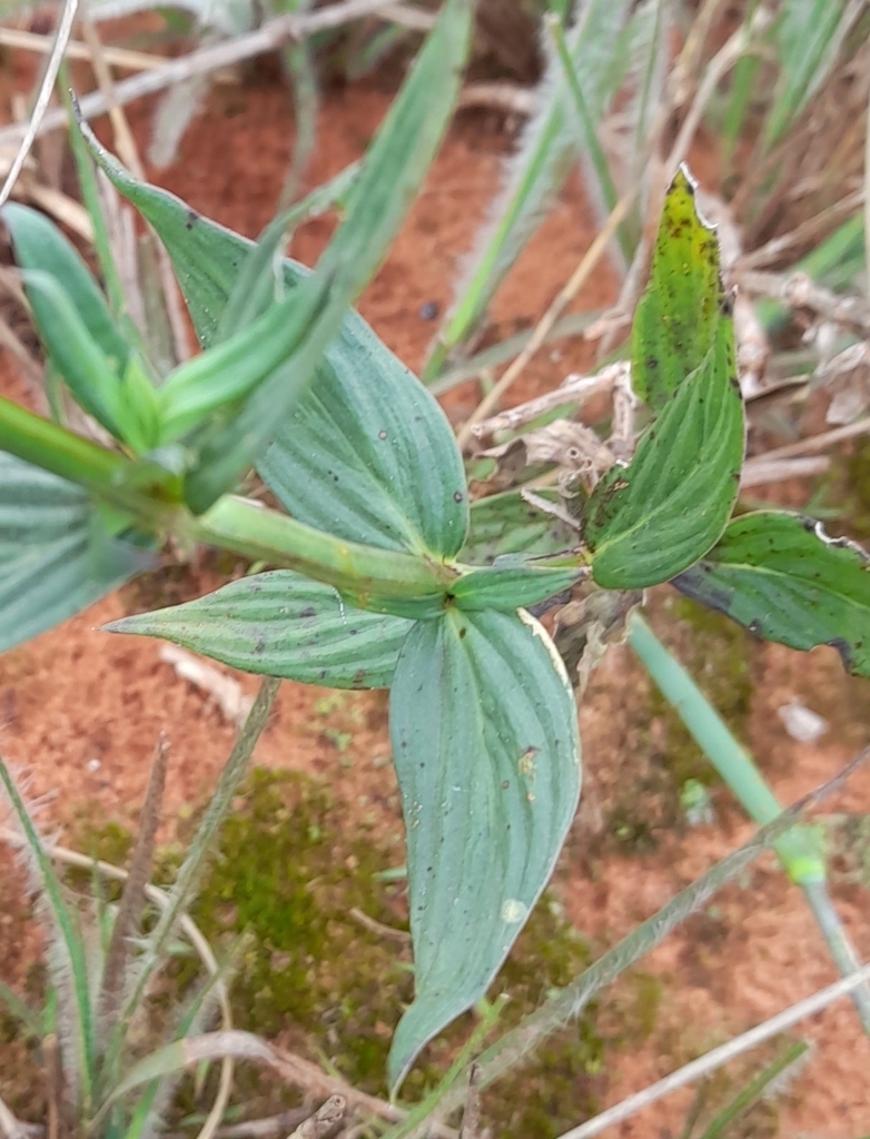 Spermacoce poaya