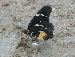 Chlosyne lacinia crocale