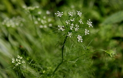 Ptilimnium capillaceum