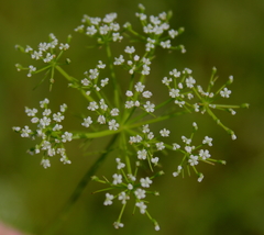 Ptilimnium capillaceum