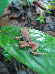 Physalaemus cuvieri