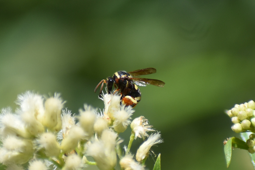 Leucospis texana