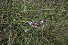 Valeriana urticifolia