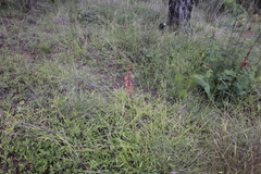 Polianthes geminiflora