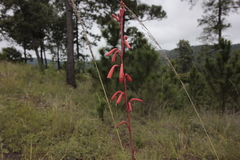 Polianthes geminiflora