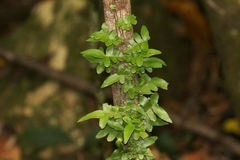 Arthropteris