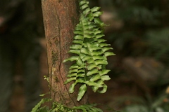 Arthropteris