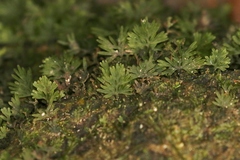 Hymenophyllales