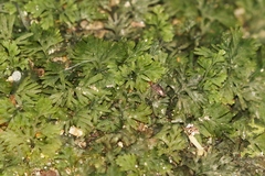 Hymenophyllales