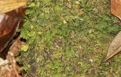 Hymenophyllales