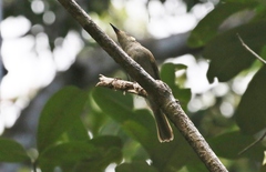 Meliphaga notata