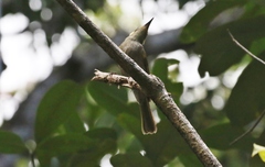 Meliphaga notata