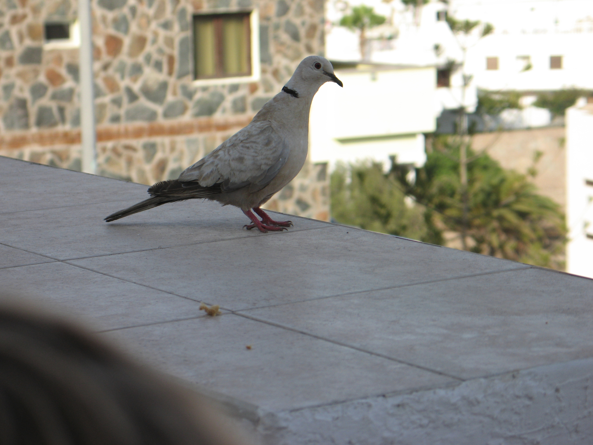 African Collared Dove