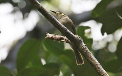 Meliphaga notata