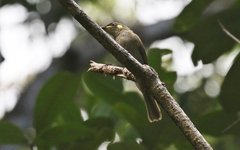 Meliphaga notata