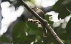 Meliphaga notata