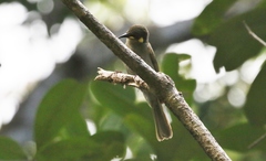Meliphaga notata