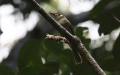 Meliphaga notata