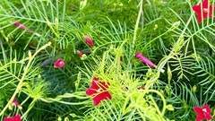 Ipomoea quamoclit image