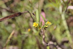 Melampodium sericeum