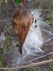 Funastrum pannosum