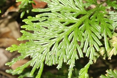 Selaginella longipinna