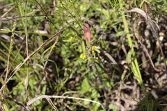 Melampodium sericeum