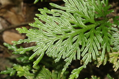 Selaginella longipinna
