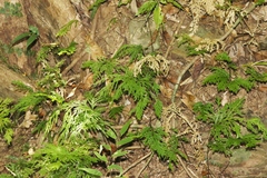 Selaginella longipinna