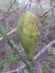 Funastrum pannosum