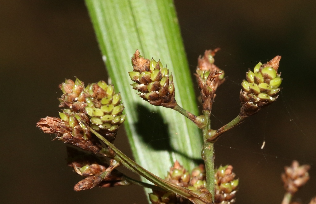 Paramapania parvibractea