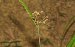 Paramapania parvibractea